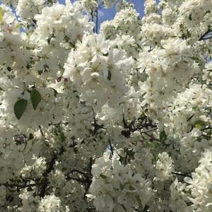 Meet your Posher, Masha